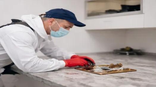 Rodent control service removing rats and mice from kitchen area