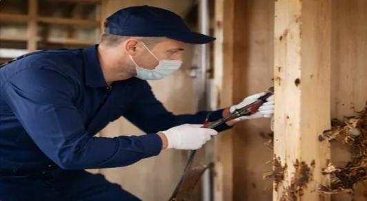 Termite inspection and treatment on wooden structure